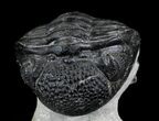 Partially Enrolled Phacops Trilobite On Limestone Pedastal #23954-1